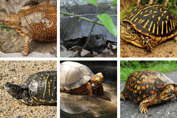 These Are the Best Beginner Box Turtle Species