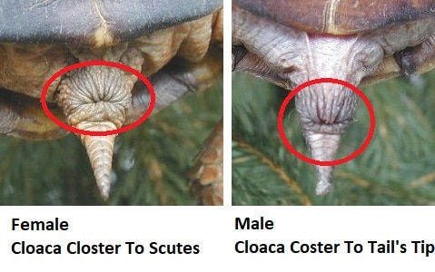 male vs female box turtle cloaca