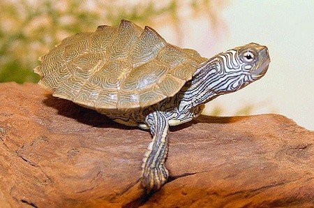 13 Map Turtle Species You Can Keep As Pets – The Turtle Hub