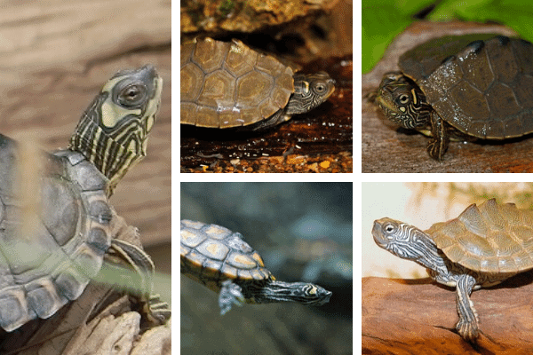 Ouachita Map Turtle