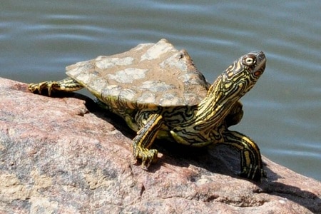 Texas Map Turtle