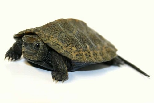 Japanese Pond Turtle