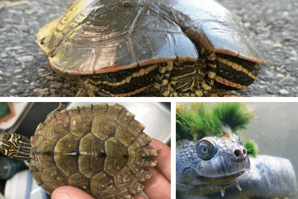 13 Map Turtle Shell Problems & How to Treat Them