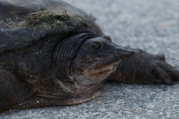 Minnesota Seasons - smooth softshell