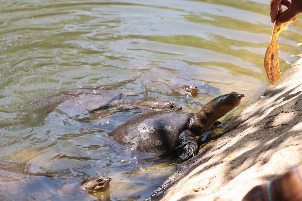 Wild softshell turtle coming out of a lake, a reminder that these animals are worth more alive in their natural habitat