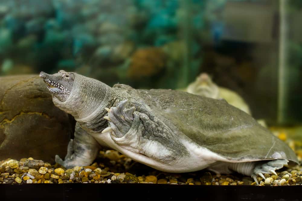 Image of freshwater exotic Chinese softshell turtle