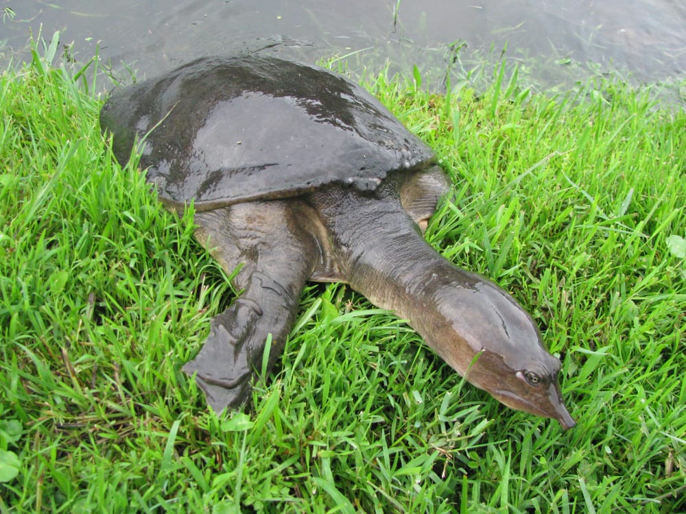 Florida softshell turtle approaching in shallow water, one of the most commonly harvested species in the United States