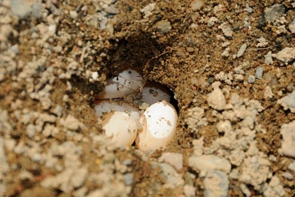 Do softshell turtles lay eggs? 2