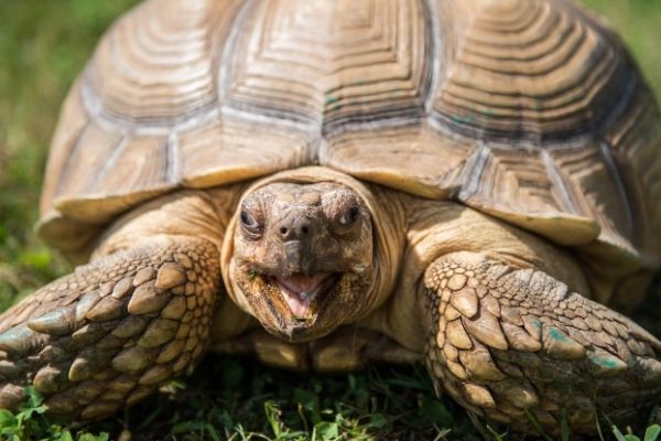 Why Do Turtles Live So Long – The Turtle Hub