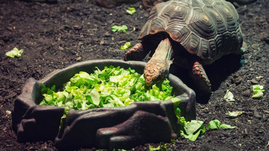 how-often-do-you-feed-a-turtle-the-turtle-hub