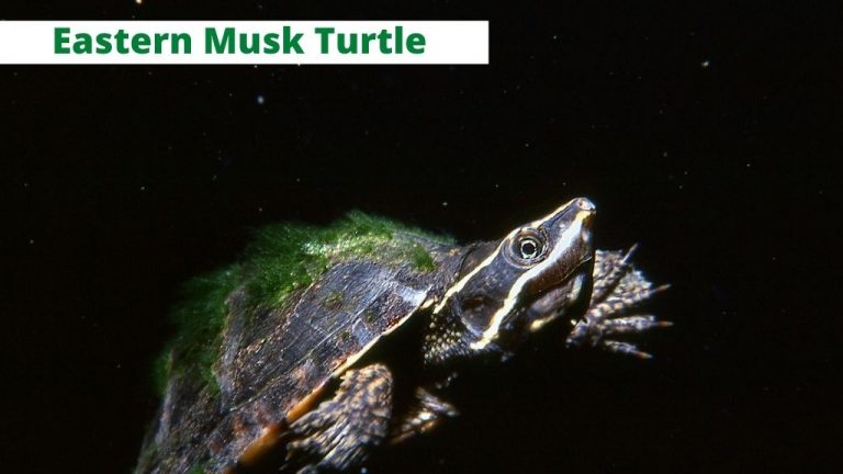 Sternotherus odoratus (eastern musk turtle)