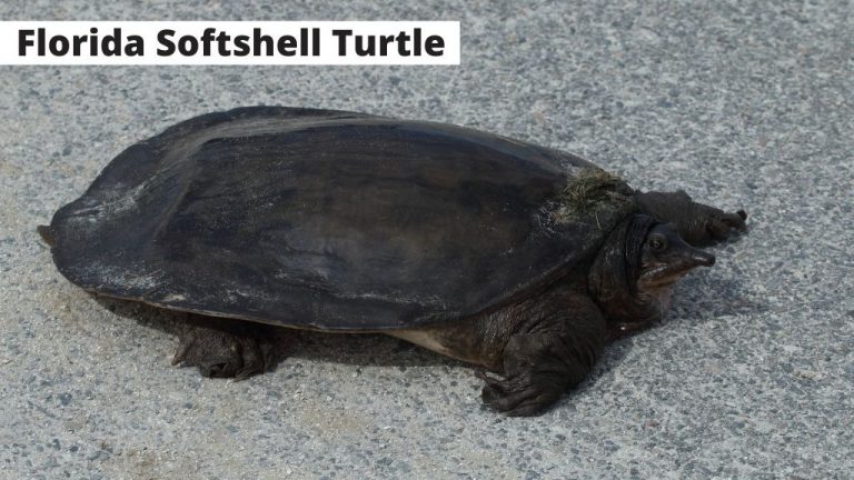 Apalone ferox (Florida Softshell Turtle)