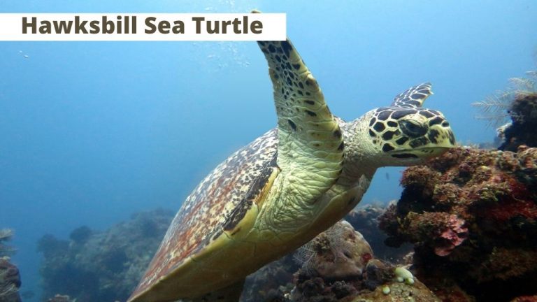 Eretmochelys imbricata (Hawksbill Sea Turtle)