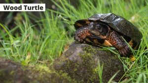 Wood turtle