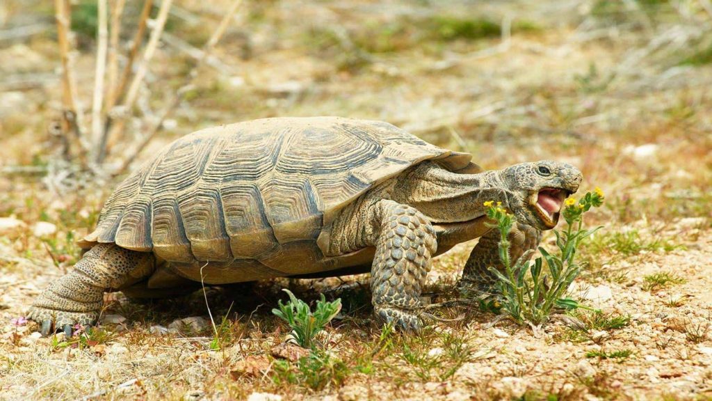 desert-tortoise