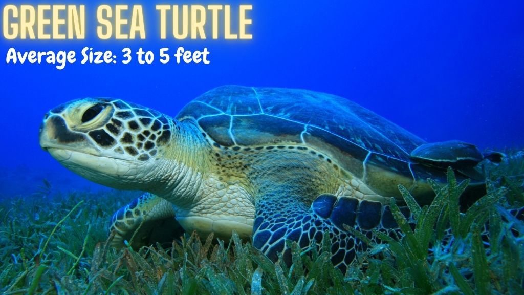 Sea Turtle Size: How Big Can Sea Turtles Get? – The Turtle Hub