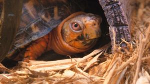 How To Take Care Of Eastern Box Turtle