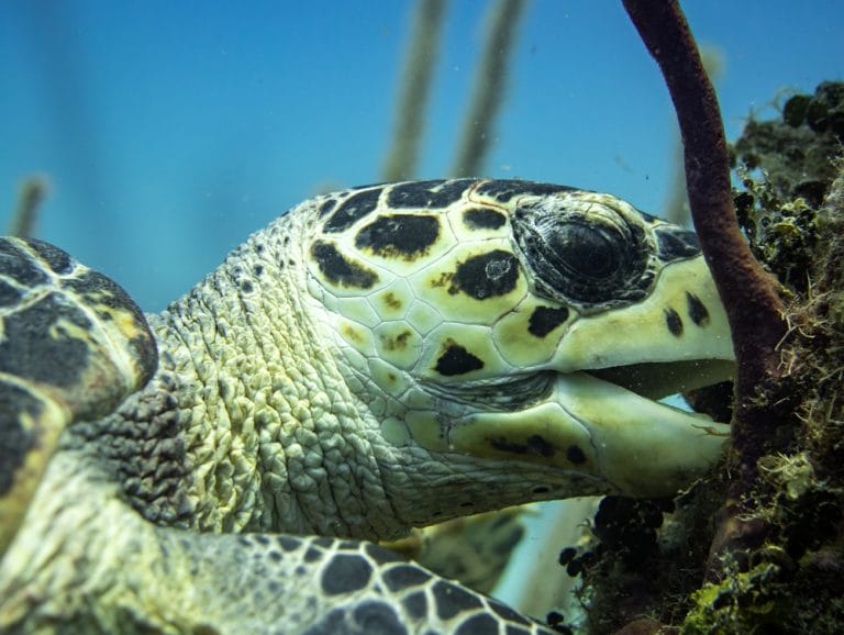 5 Ways to Track a Real Sea Turtle’s Journey Across the Ocean