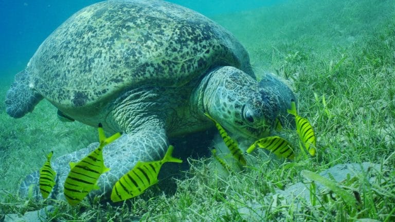 7 Surprising Foods Sea Turtles Can’t Resist