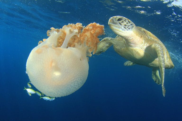 How Long Do Sea Turtles Actually Live? (Spoiler: Way Longer Than Your Last Phone)