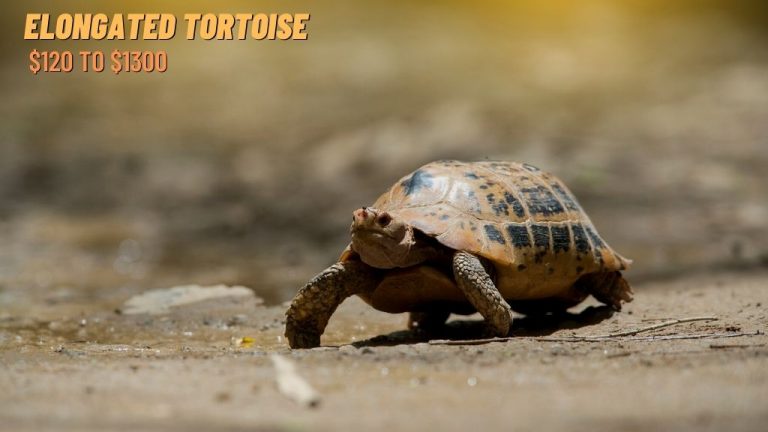 Indotestudo elongata (Elongated Tortoise)