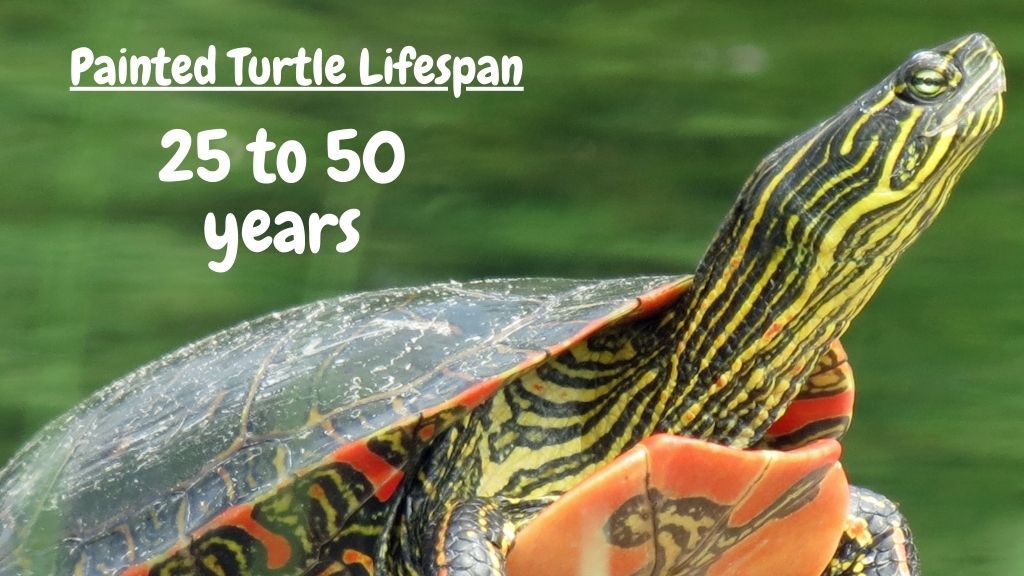 painted box turtle lifespan