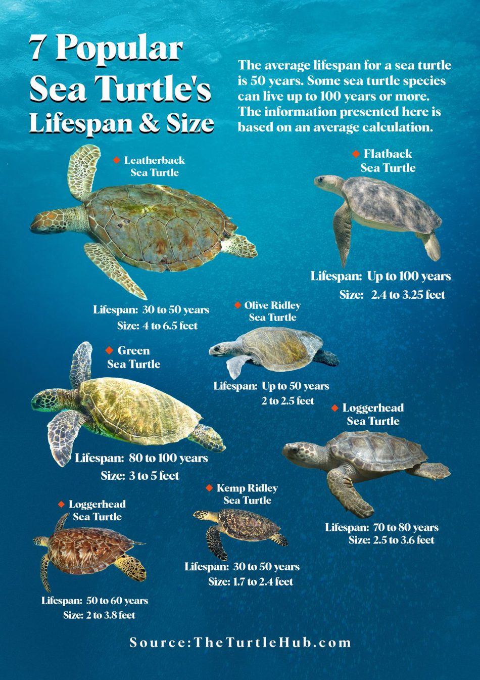 Sea Turtle Lifespan: How Long Do Sea Turtles Live? – The Turtle Hub