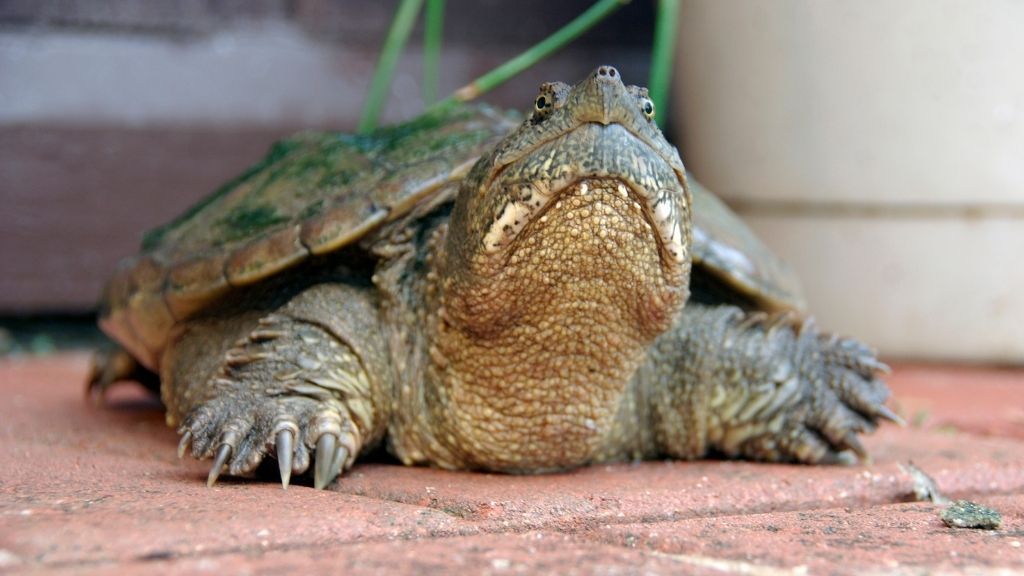 What Does A Snapping Turtle Look Like Baby