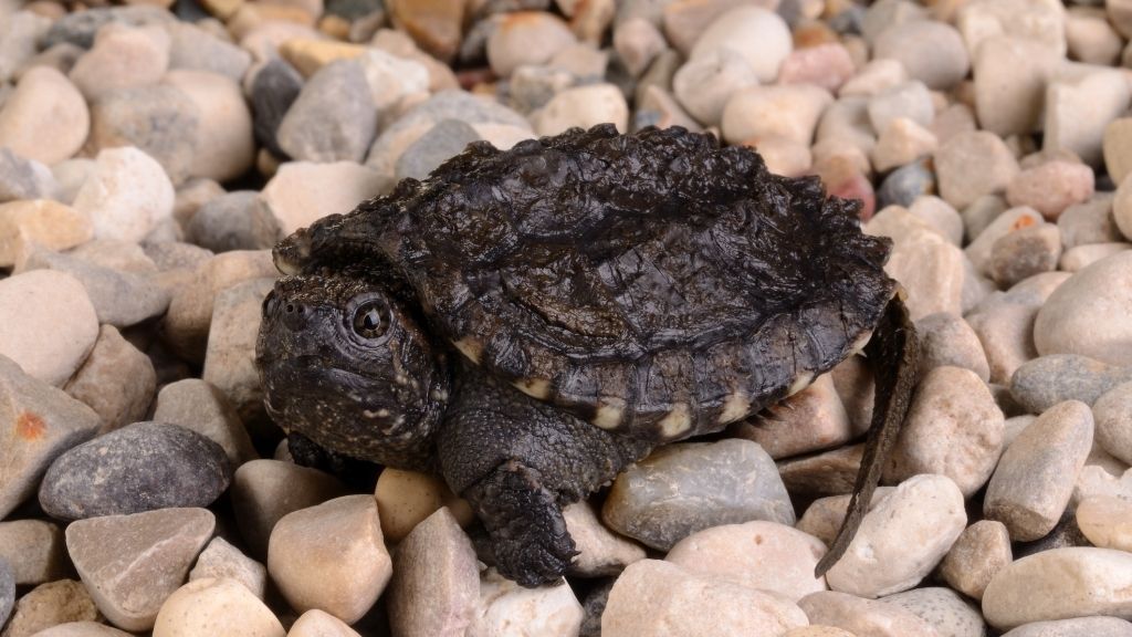 What To Feed A Baby Snapping Turtle