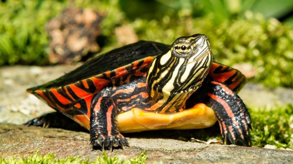 How To Take Care Of Eastern Painted Turtle? [Foolproof Guide] – The