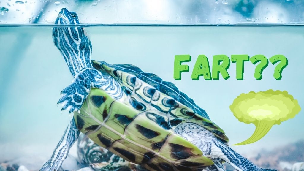 Can Turtles Fart 