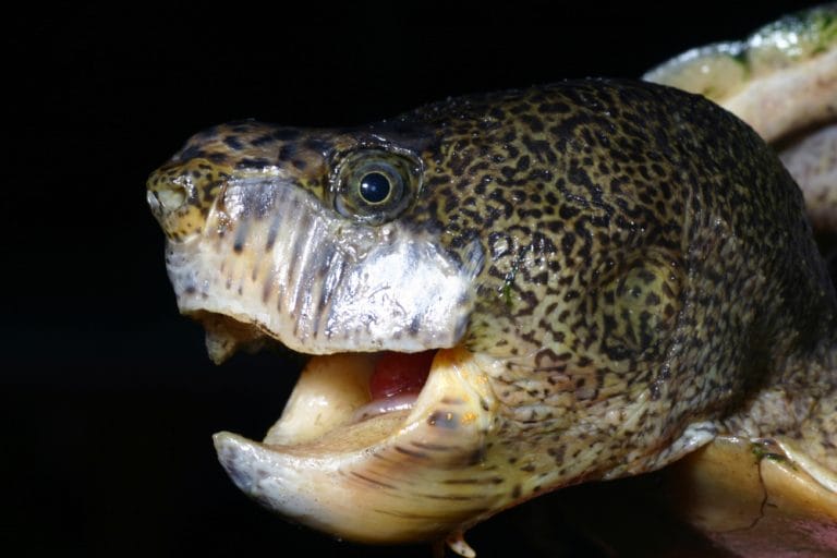 Sternotherus minor (Loggerhead Musk Turtle)