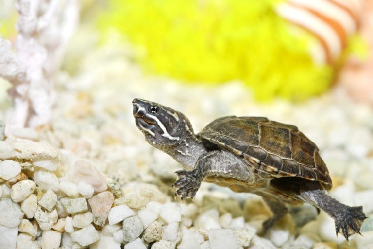 Feeding Your Musk Turtle: Essential Diet Tips Every Beginner Should Follow
