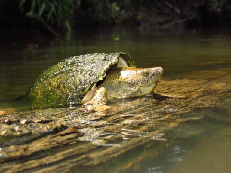 Sternotherus carinatus (Razor-backed Musk Turtle)