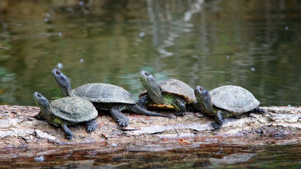 outdoor turtle pond