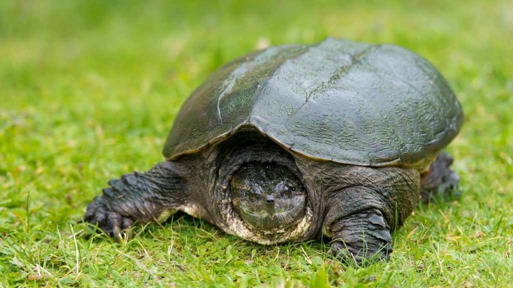 how-much-does-a-snapping-turtle-cost-the-turtle-hub