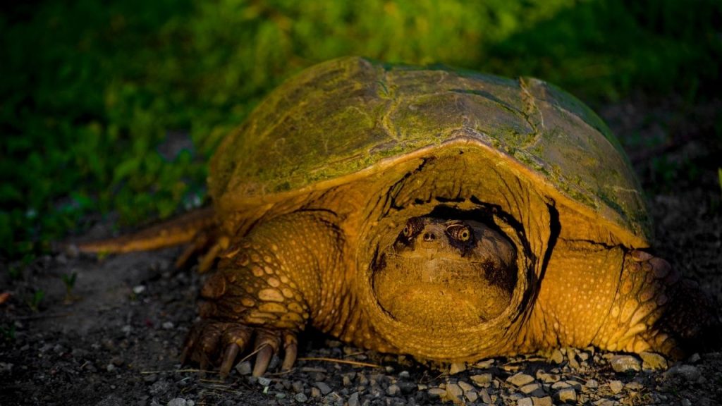 Snapping Turtle Age By Size Calculation With Chart The Turtle Hub