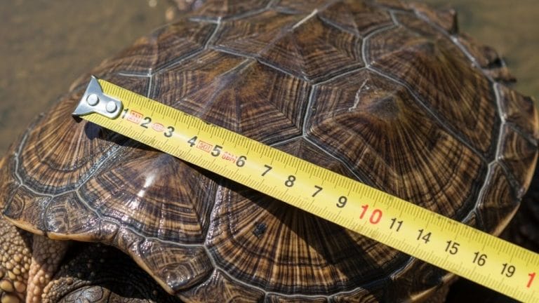 Discover How Old Your Snapping Turtle Is Just by Measuring Its Size!
