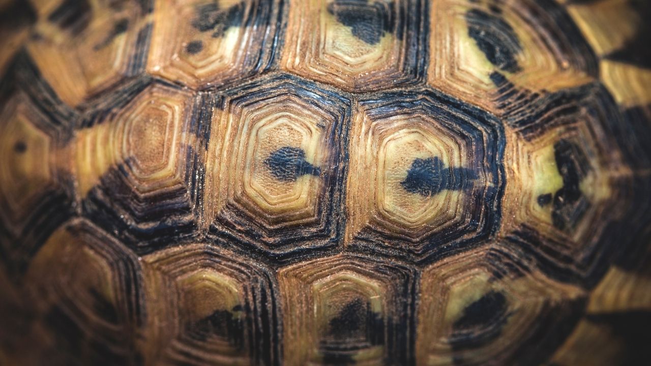 Is A Turtle Shell Bulletproof? – The Turtle Hub