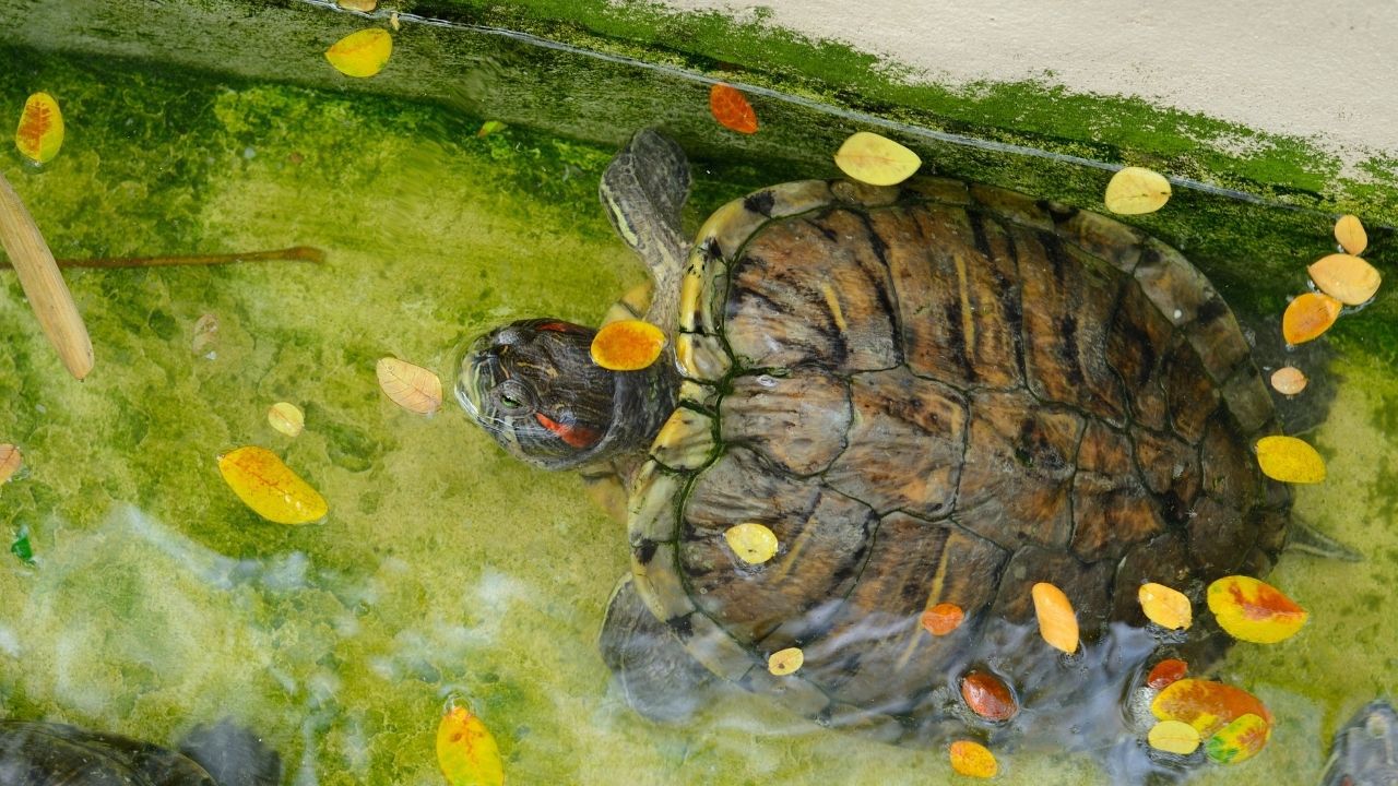 Red Eared Slider Turtle Tank