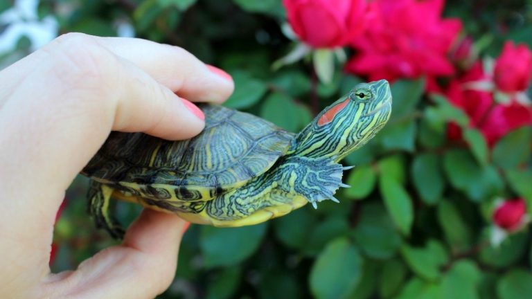 View of How To Take Care Of A Red Eared Slider? - The Turtle Hub