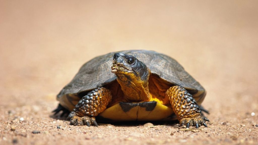 How To Take Care Of Wood Turtles? | Beginner’s Guide – The Turtle Hub