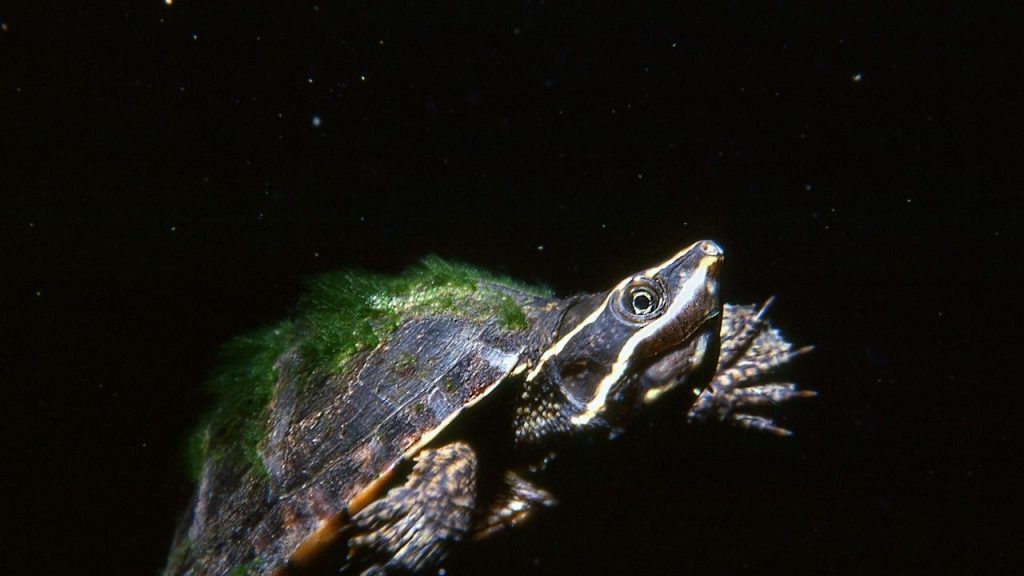 musk turtle heat lamp