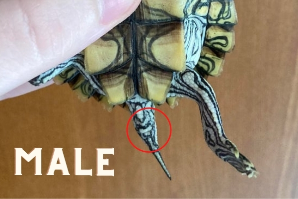 Male Vs Female Red Eared Slider 7 Differences The Turtle Hub 