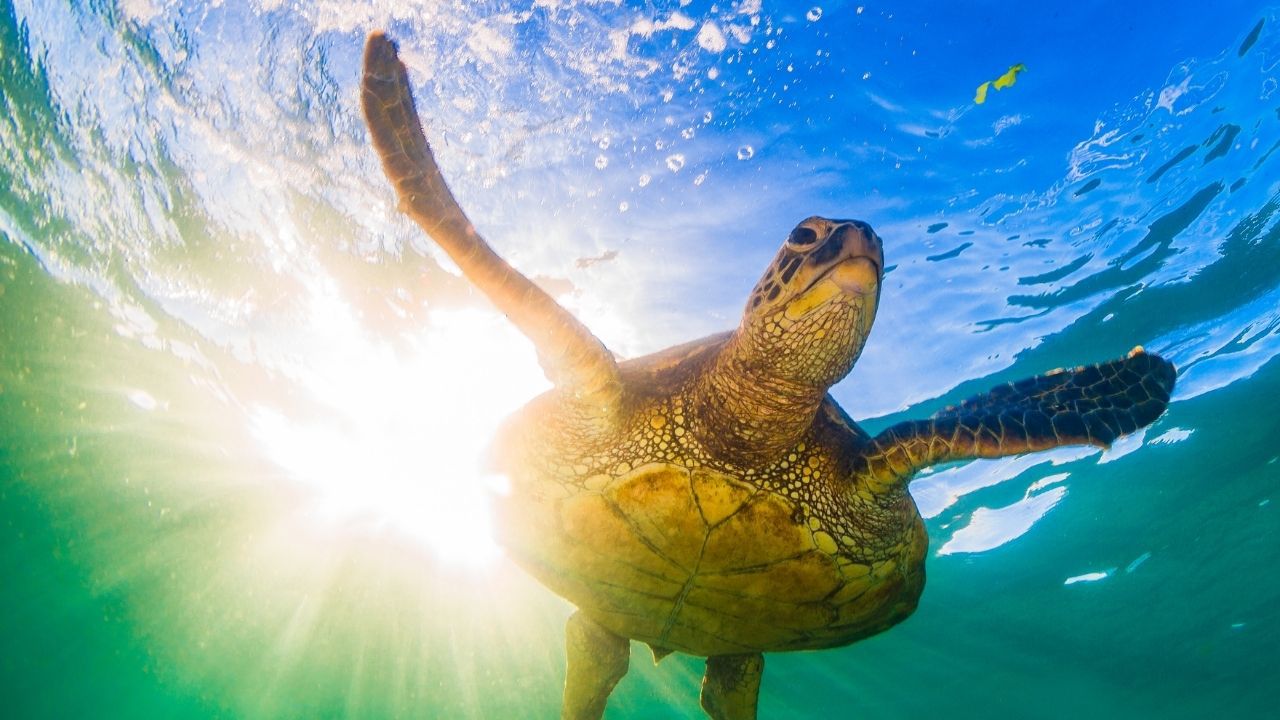 how-to-tell-the-age-of-a-sea-turtle-the-turtle-hub