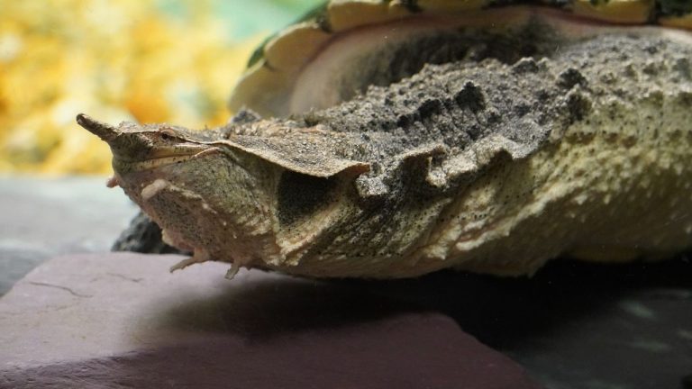 11 Bizarre Turtles That Look Straight Out of a Sci-Fi Movie