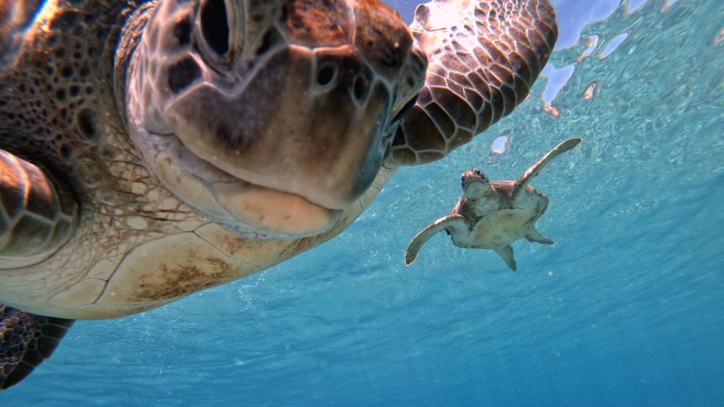 How Fast Do Different Sea Turtles Grow? [Growth Rate] The Turtle Hub