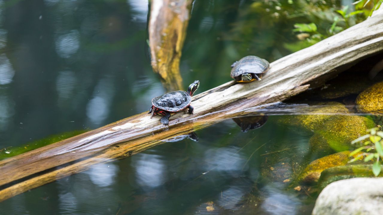 Outdoor Turtle Pond Setup Guide Material List + Maintenance The