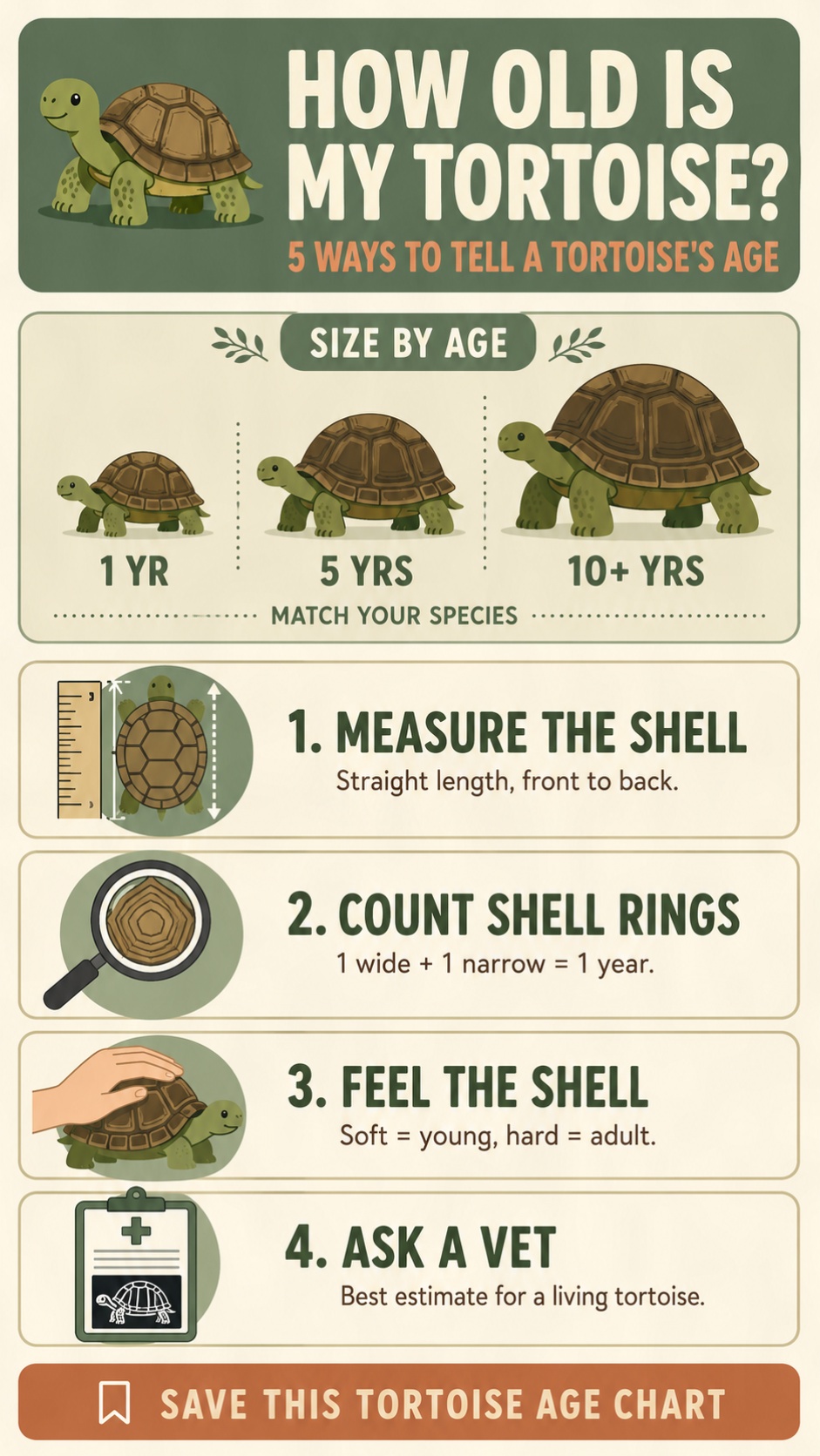 How To Tell The Age Of A Tortoise infographic