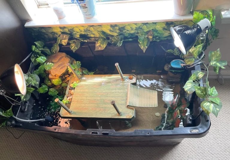 How I Turned a Basic Tub into a Thriving Turtle Paradise (And You Can Too)